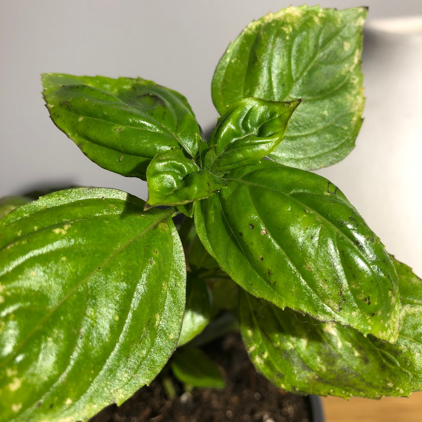 Sweet Basil - King of the Herbs