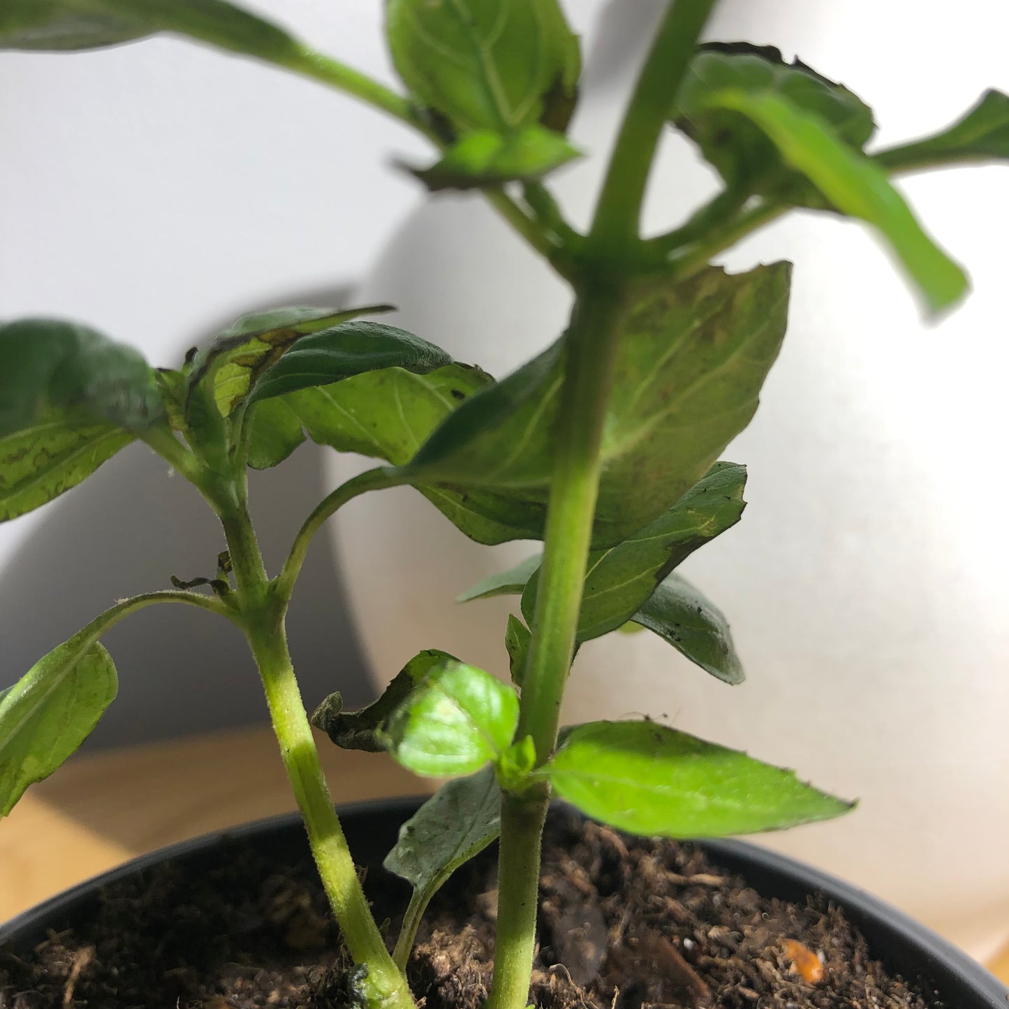 Sweet Basil - King of the Herbs