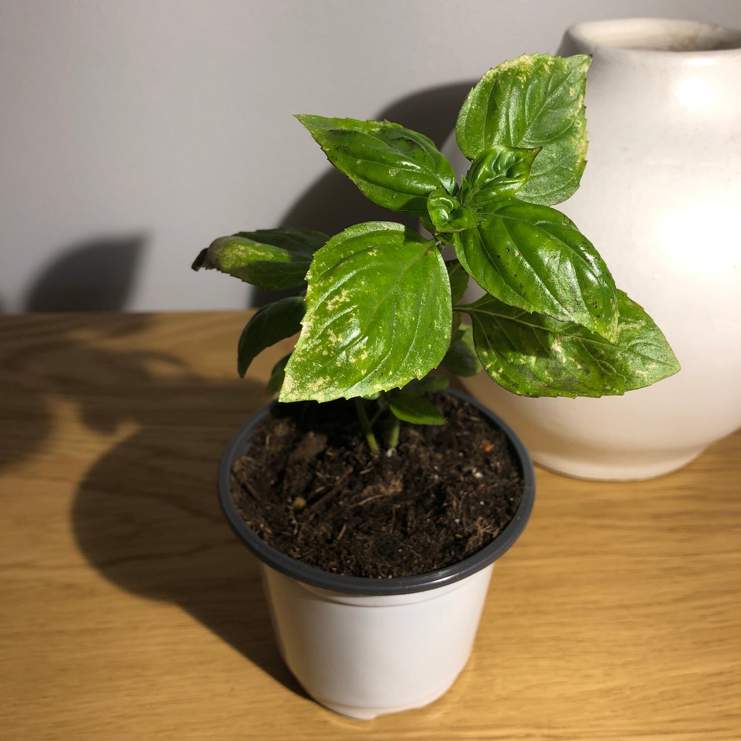 Sweet Basil - King of the Herbs