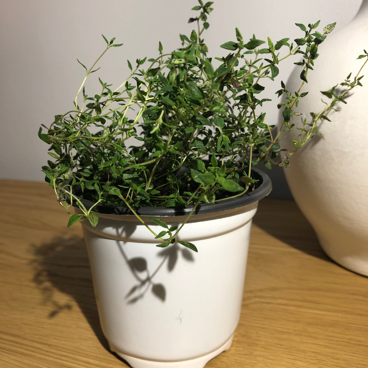 Thyme - For the Guardians