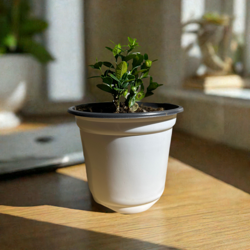 Japanese Boxwood - Bonsai Plant