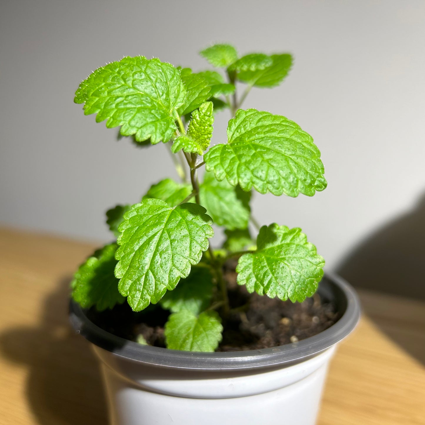 Lemon Balm - Calming Citronella