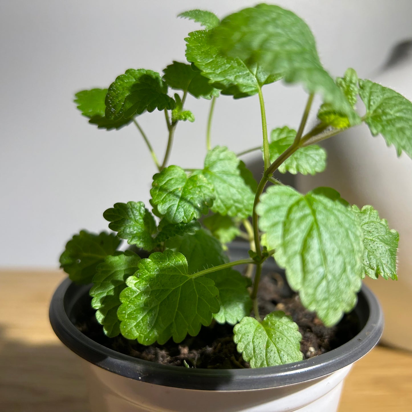 Lemon Balm - Calming Citronella