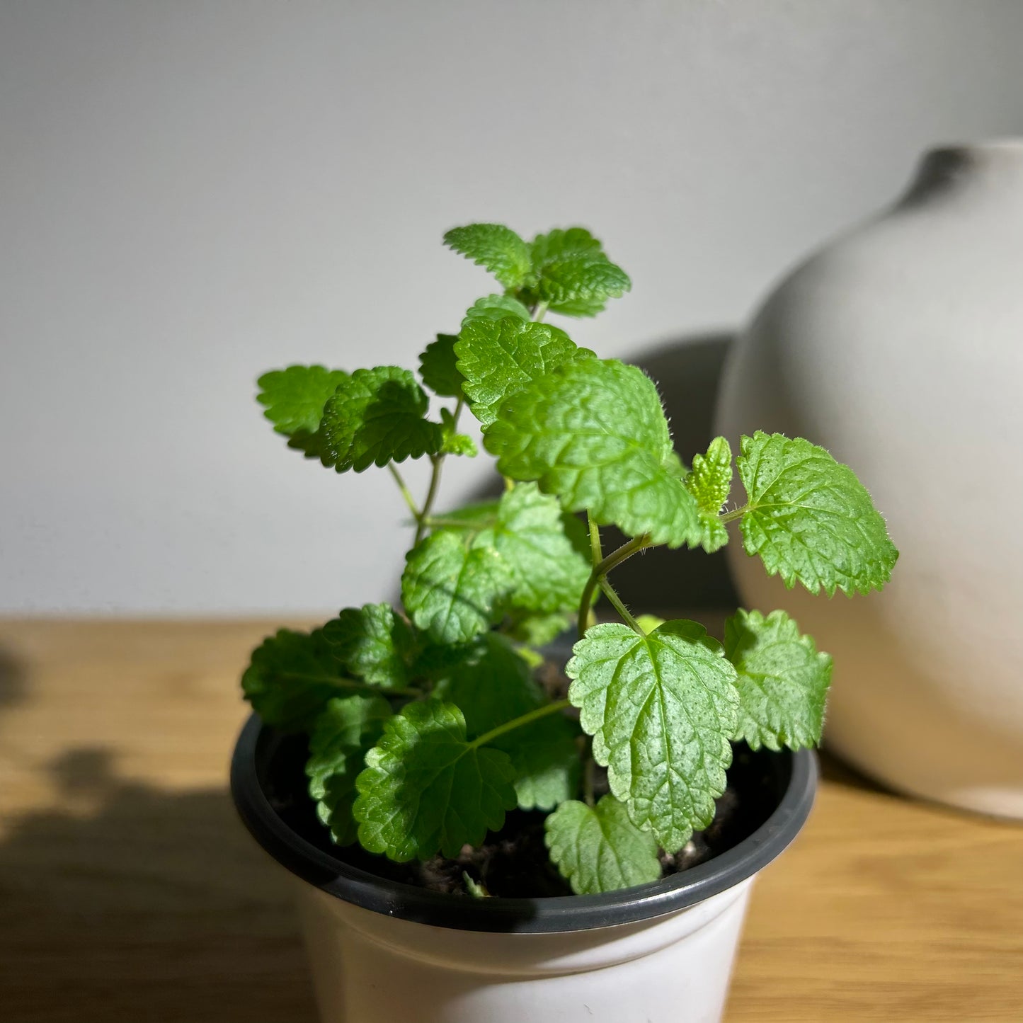 Lemon Balm - Calming Citronella