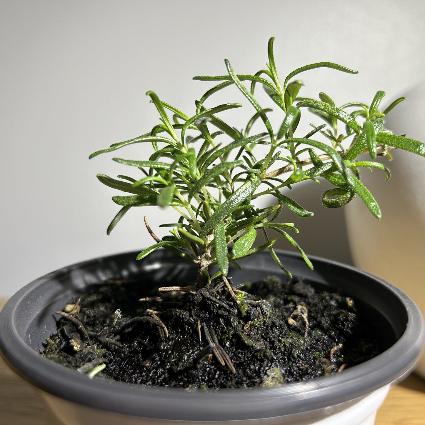 Tuscan Blue Rosemary